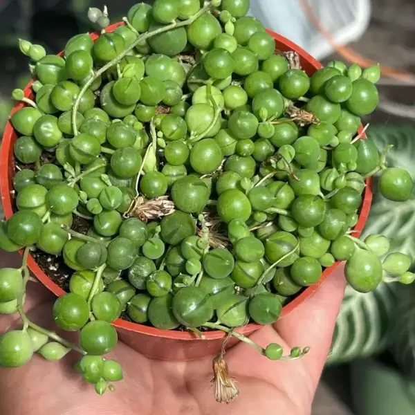 LIVE String of Pearls | Premium Live Succulent | 4-Inch Pot - Image 5