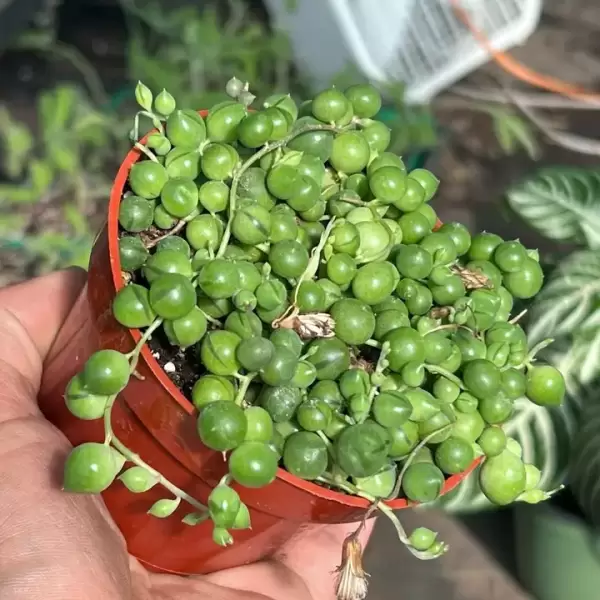 LIVE String of Pearls | Premium Live Succulent | 4-Inch Pot - Image 4