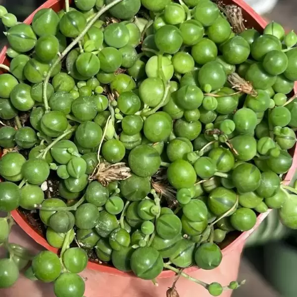 LIVE String of Pearls | Premium Live Succulent | 4-Inch Pot - Image 3