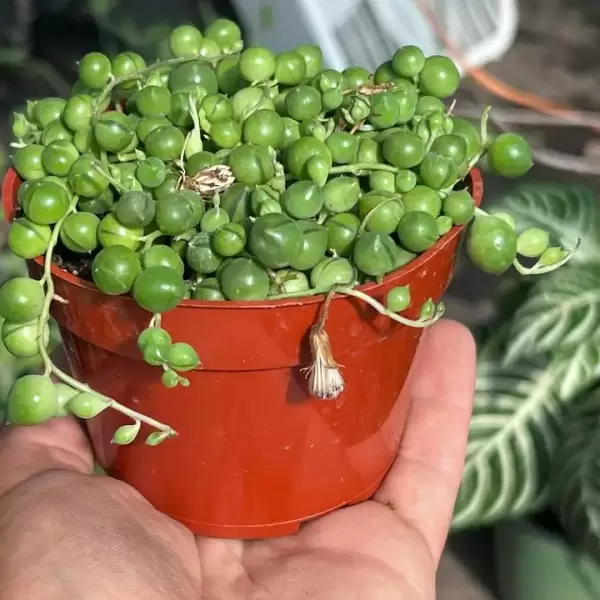 LIVE String of Pearls | Premium Live Succulent | 4-Inch Pot - Image 6