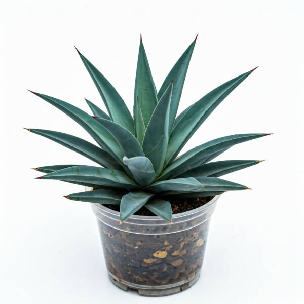 Agave Plant Tequllia 6-Inch Potted Plant – Ideal for Homes and Gardens - Image 7